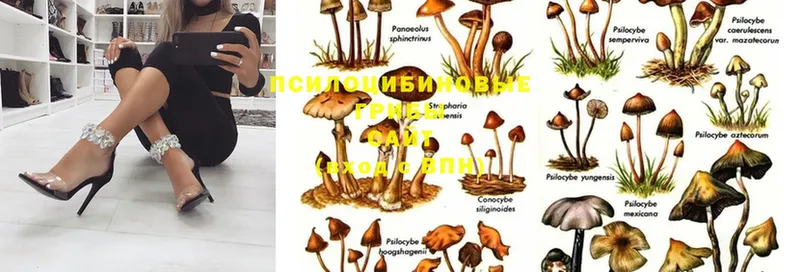 даркнет сайт  Кирс  Галлюциногенные грибы Psilocybe 